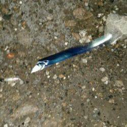 湾奥タチウオ開幕！！