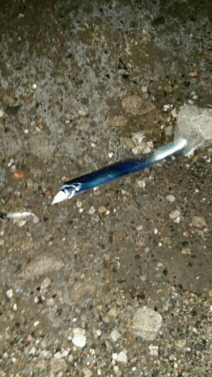 湾奥タチウオ開幕！！