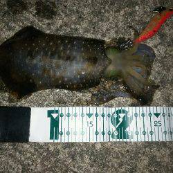 お持ち帰りサイズ❗️