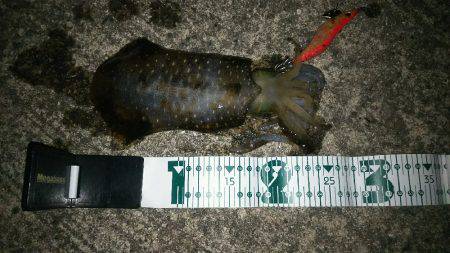 お持ち帰りサイズ❗️