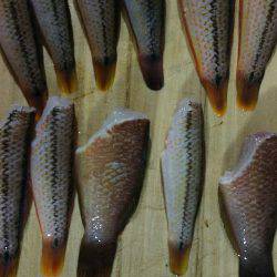 カワハギ、スタート。キュウセン20cm