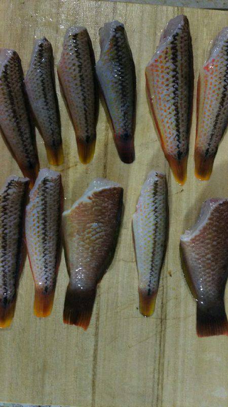 カワハギ、スタート。キュウセン20cm