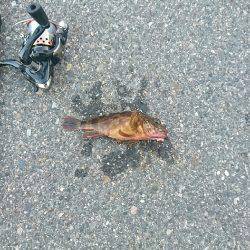 テトラで穴釣り