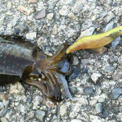 エギング&ハタゲーム