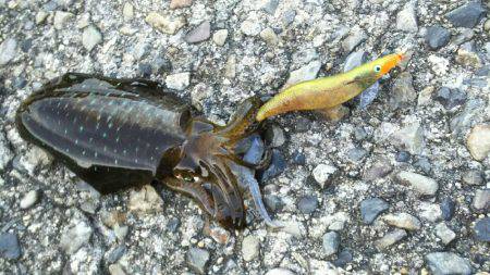 エギング&ハタゲーム