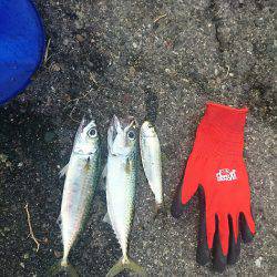 朝マズメ ライトショアジギング