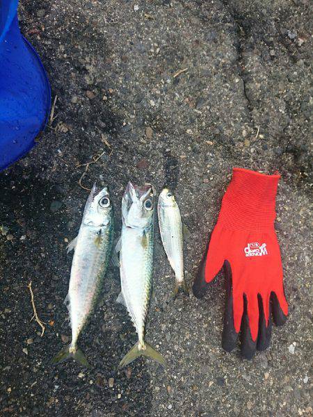 朝マズメ ライトショアジギング