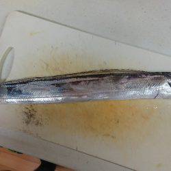 シーサイドコスモで初タチウオ