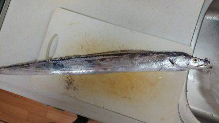 シーサイドコスモで初タチウオ