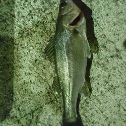 ケーソンでアジングでもと思ったら