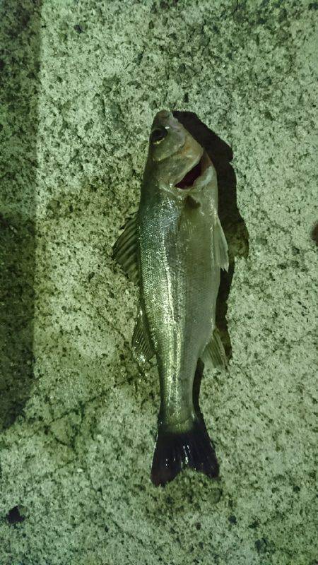 ケーソンでアジングでもと思ったら