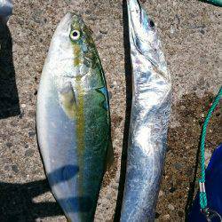 届かないナブラ