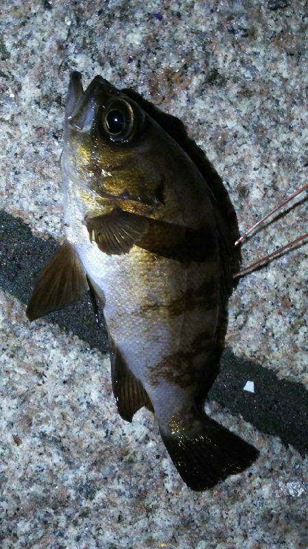 またまた行ってきました！