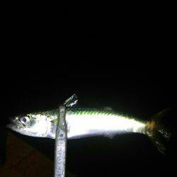 小アジ一投一匹