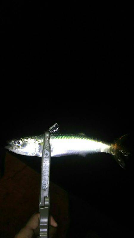 小アジ一投一匹