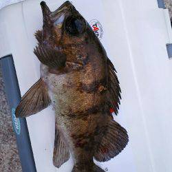 アジング中毒⁉️