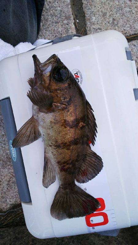 アジング中毒⁉️