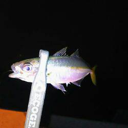 雨のなかアジング