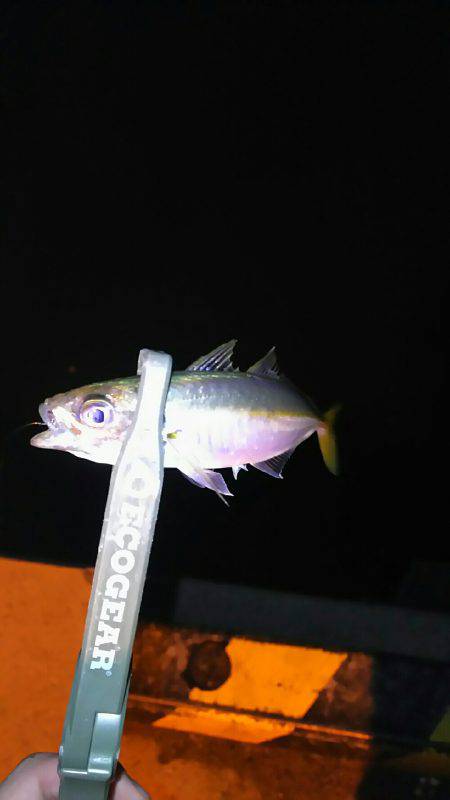 雨のなかアジング