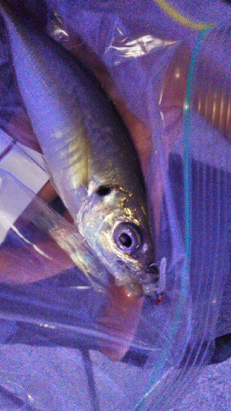 連日のアジ調査