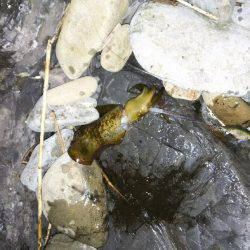 初のアオリイカ