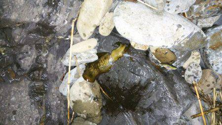 初のアオリイカ