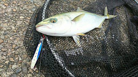 ゼッタイ30ハマチ