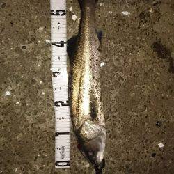 シーバスゲット！！