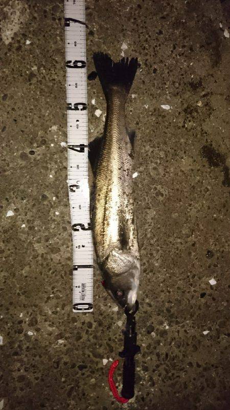 シーバスゲット！！