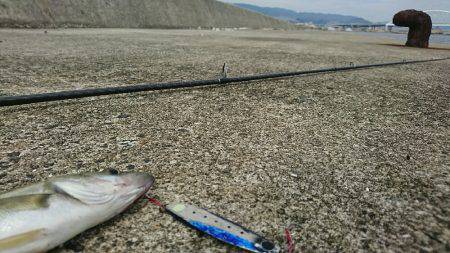 西宮ケーソン岸ジグミニシー