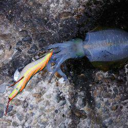 なんとか一杯だけ(^^;)