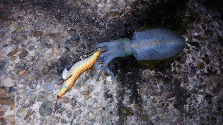 なんとか一杯だけ(^^;)