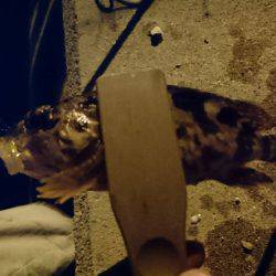 アジを求めて・・・