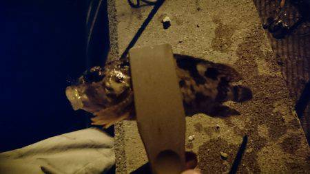 アジを求めて・・・