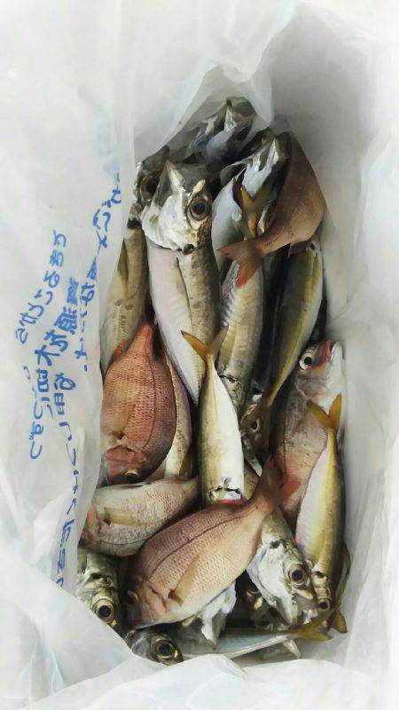 エギでケンサキイカ、サビキでアジ