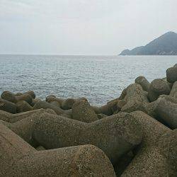 アオリイカ新子調査