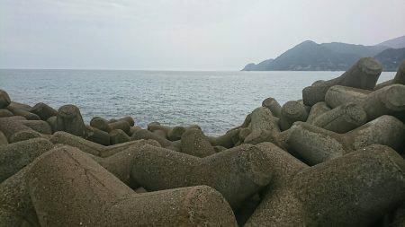 アオリイカ新子調査