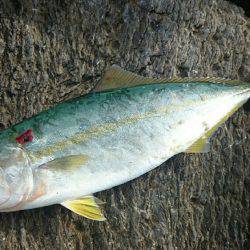 なかなか釣れません