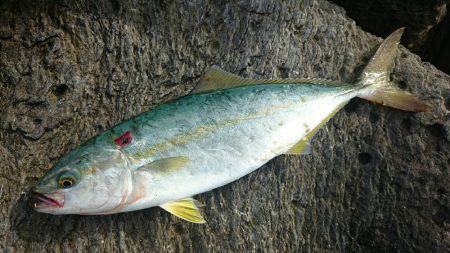 なかなか釣れません