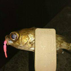 アジングのはずが？。