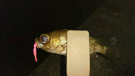 アジングのはずが？。