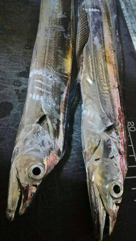 爆釣シーズンは終了かな