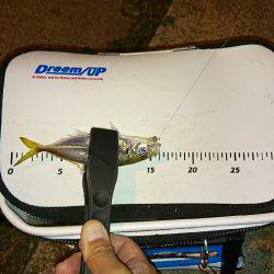 短時間アジング