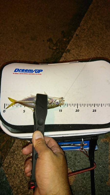 短時間アジング