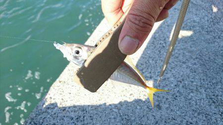 台風一過のアジングは高活性でした。