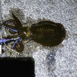 サイズがよくなってきましたね♪