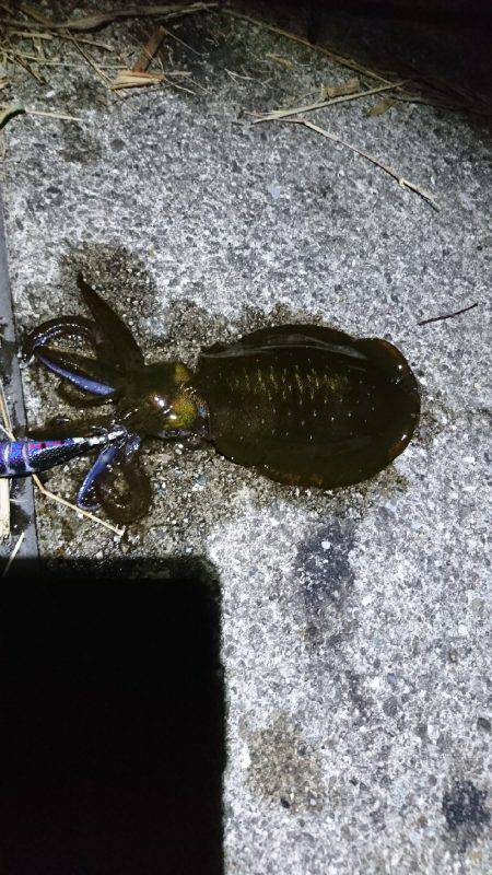 サイズがよくなってきましたね♪