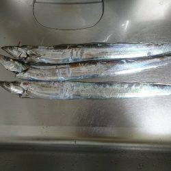 今年の初タチウオ