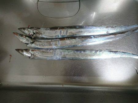 今年の初タチウオ