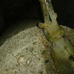 台風前のエギング